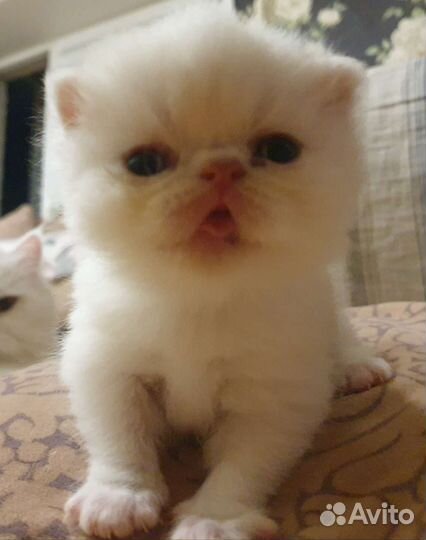 Персидская