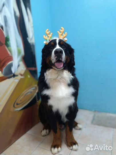 Груминг стрижка собак и кошек