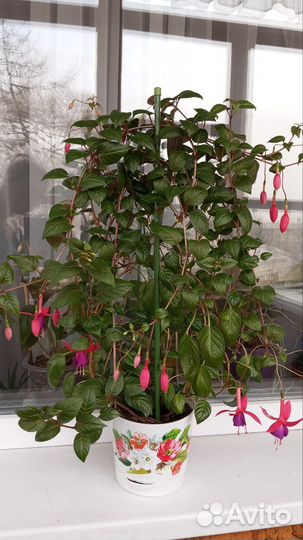 Шикарная Фуксия