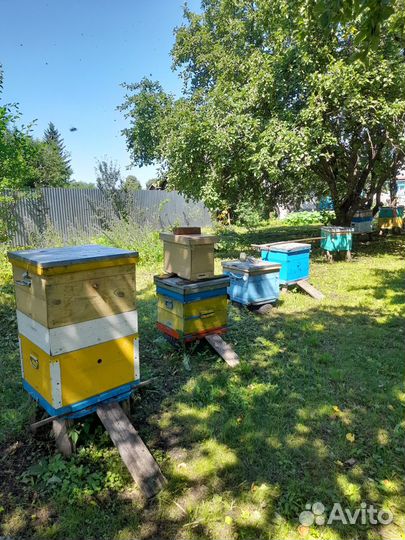 Продаю пчелопакеты