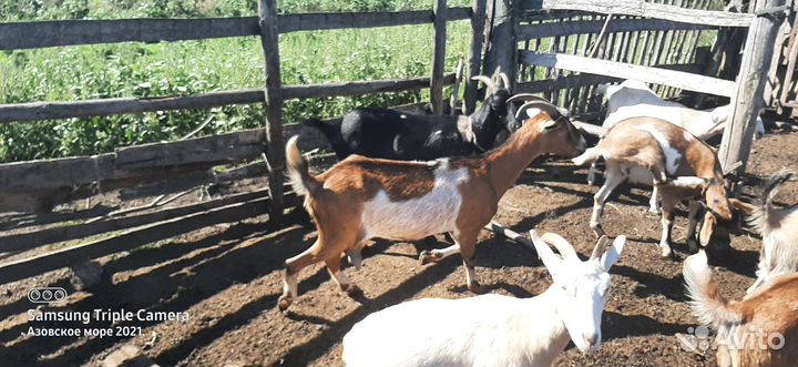 Коза дойная молочная