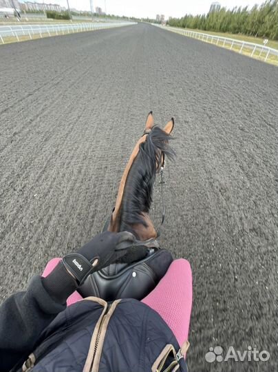 Обучение верховой езде / катание на лошади