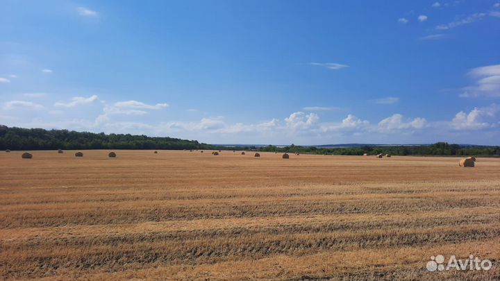 Сено в рулонах суданка