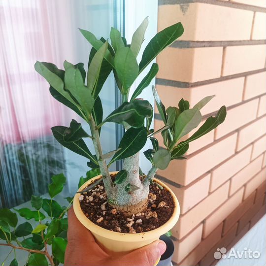 Комнатные цветы