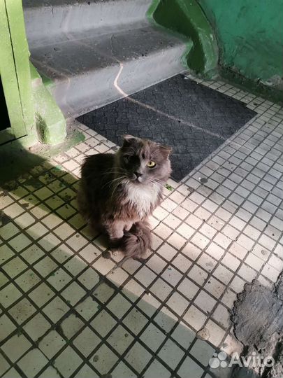 Кошка ищет семью