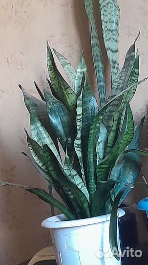 Сансевиерия