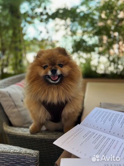 Вязка собак шпиц кабель ищет невесту