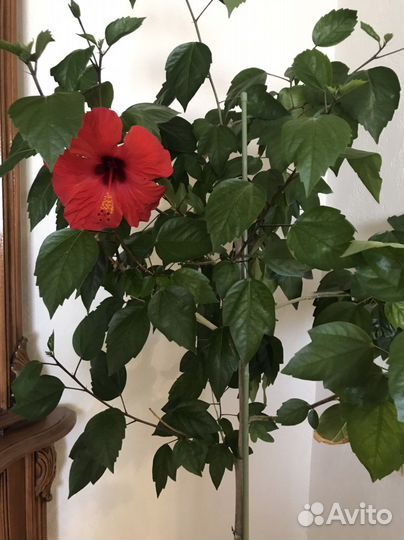 Гибискус красный