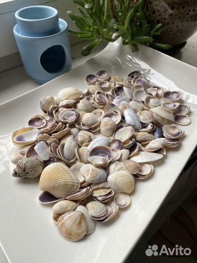 Морские ракушки раковины