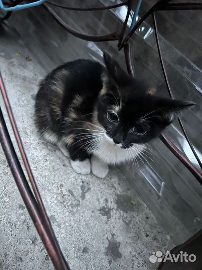 Необычная красотка