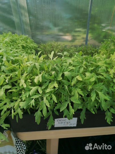 Продаётся рассада