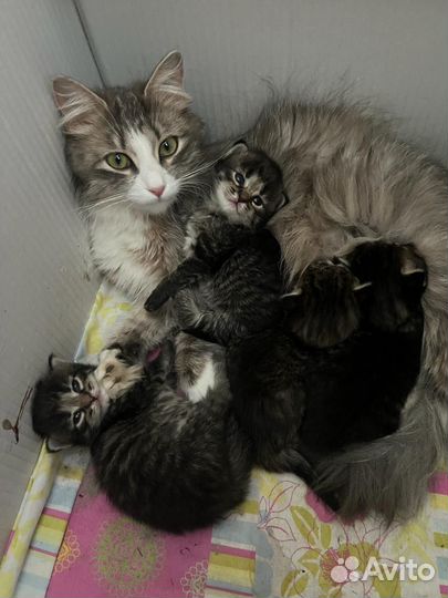Кошка в дар бесплатно