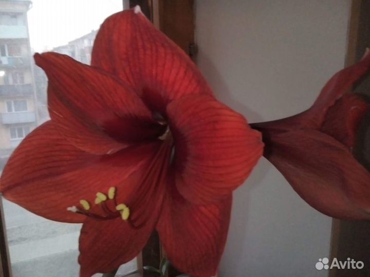 Гиппеаструм