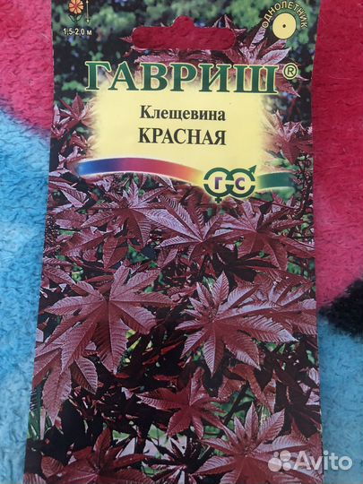 Рассада клещевины