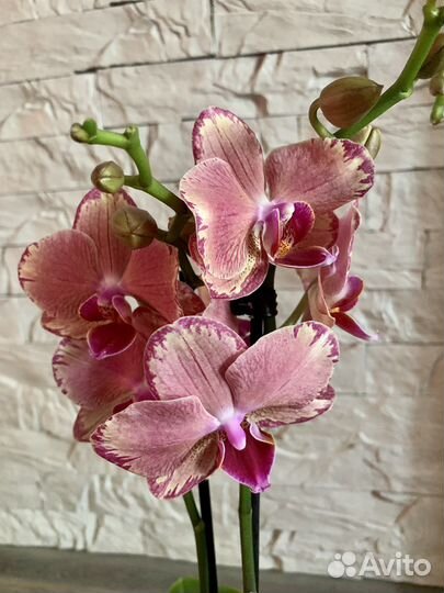 Орхидея Пират пикоти