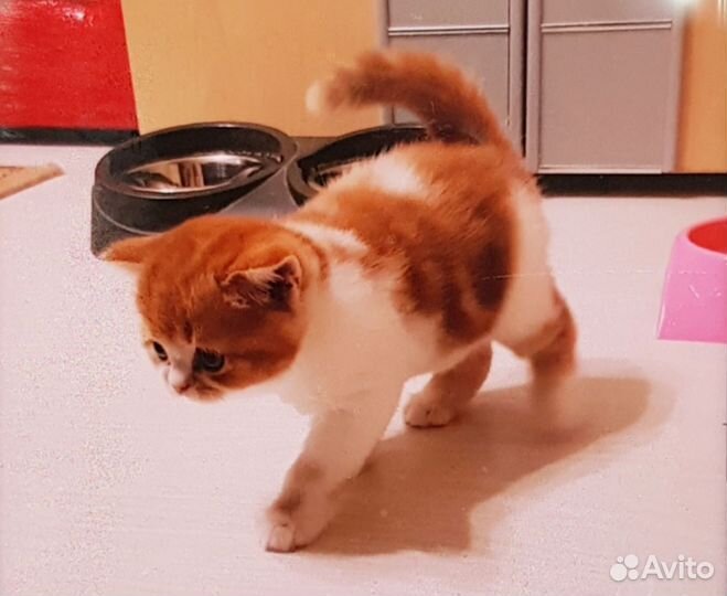 Мальчик шотландский