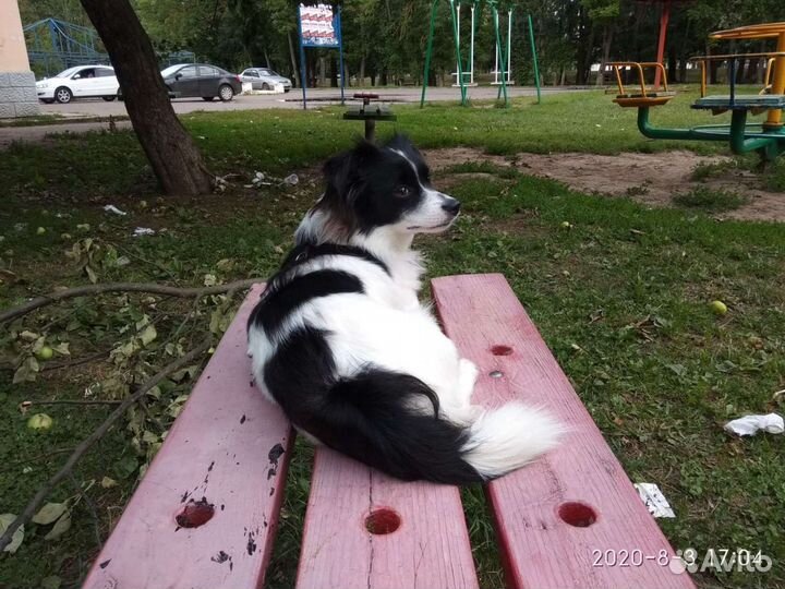 Собака вязка