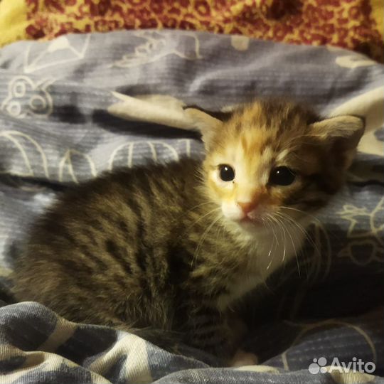 Котята в добрые руки бесплатно мальчик