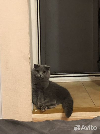 Кошки