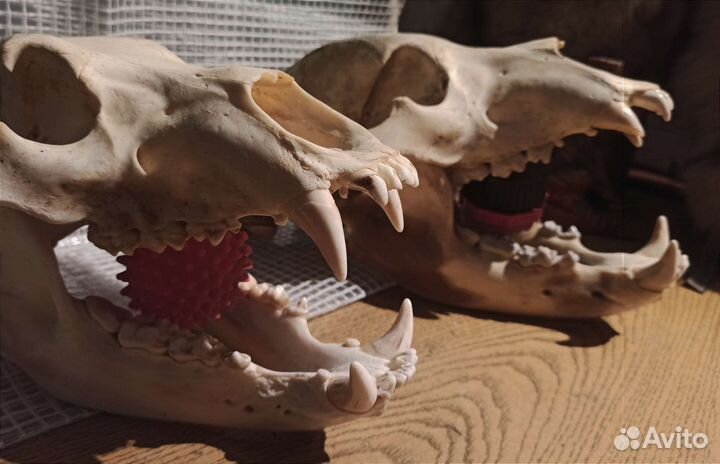Черепа животного