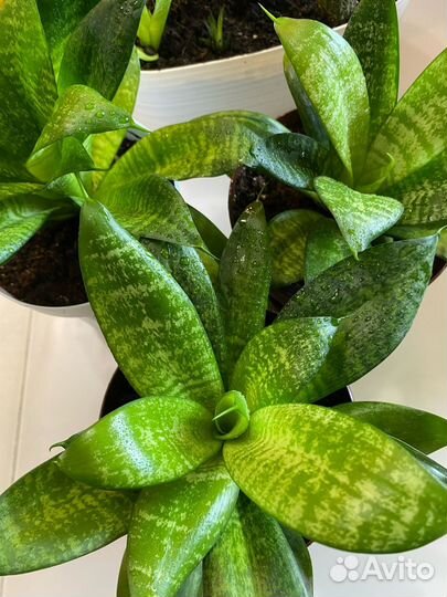 Сансевиерия Хана