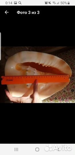 Морские ракушки раковины