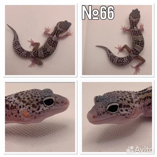 Геккон эублефар