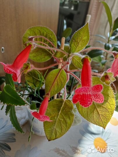 Комнатные цветы