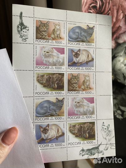 Марки кошки Россия 1996 негашенные