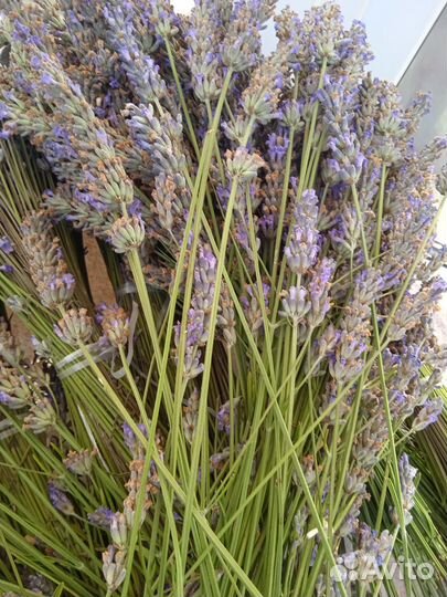 Лаванда крымская