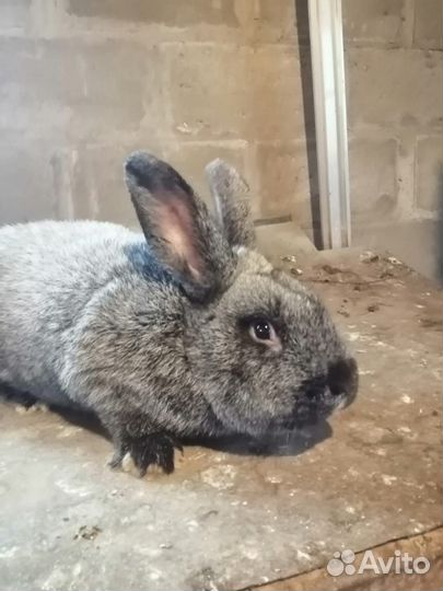 Кролики, Полтавское (Советское) серебро