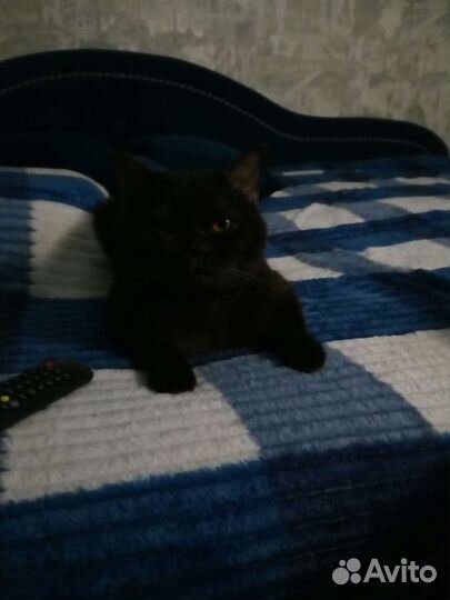 Домашние животные кошки