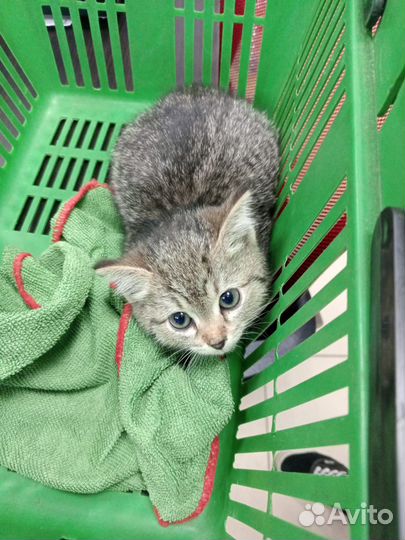 Котенок в добрые руки