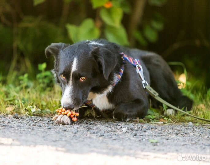 Собака в добрые руки отдам бесплатно