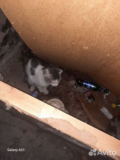 Котик