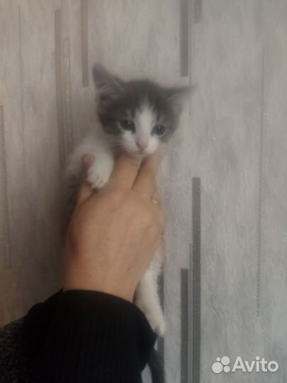 Котята в добрые руки мальчик полосатый и девочка