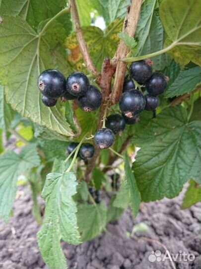 Саженцы черной смородины
