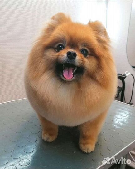 Стрижка собак и кошек. Груминг