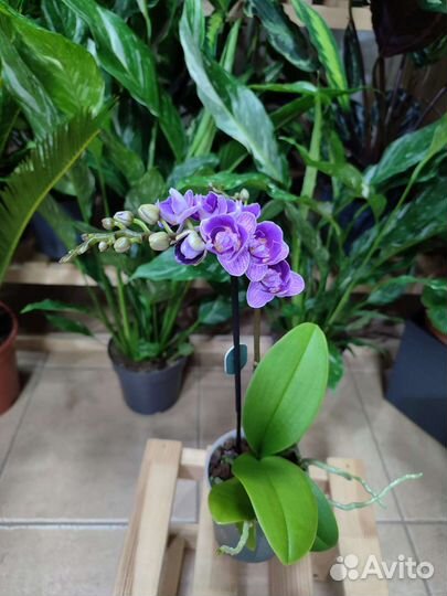 Орхидея Violet Queen пелор