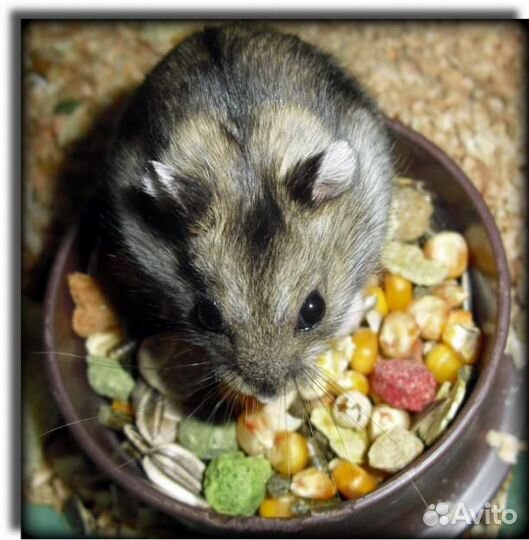 Передержка грызунов на время Вашего отпуска