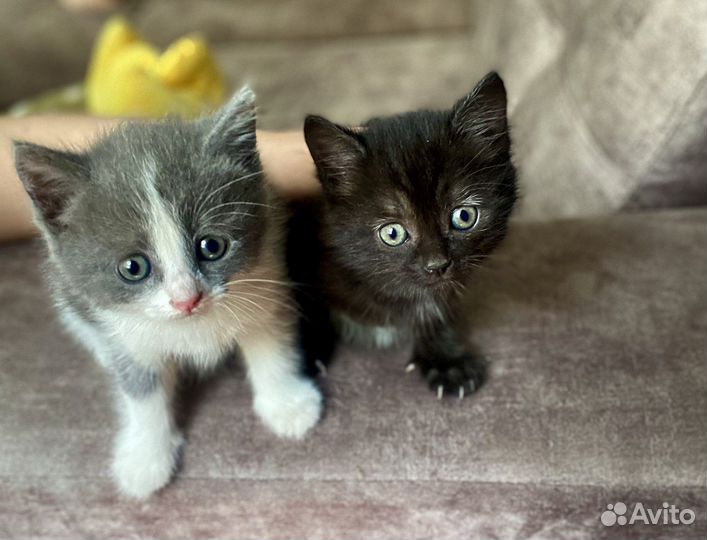 Кошка, котята