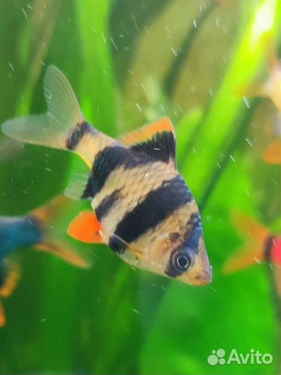 Аквариумные рыбки