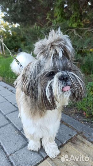 Выгул собак в микрорайоне Сельма