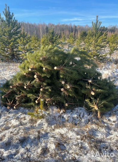 Сосна сентябрьская новогодняя опт