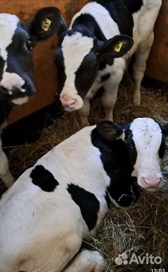 Телята мясной породы бычки