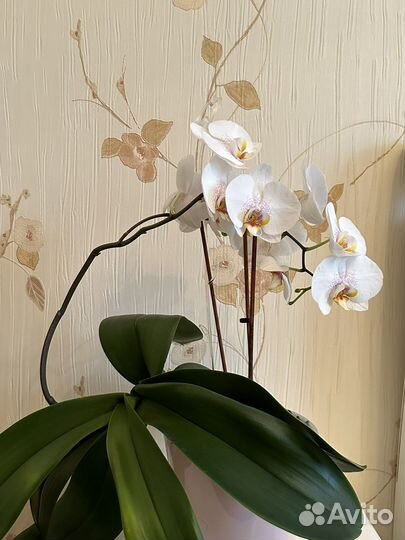 Орхидея