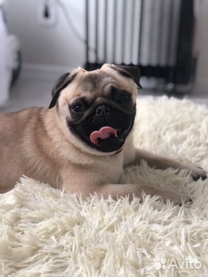 Мопс ищет девочку