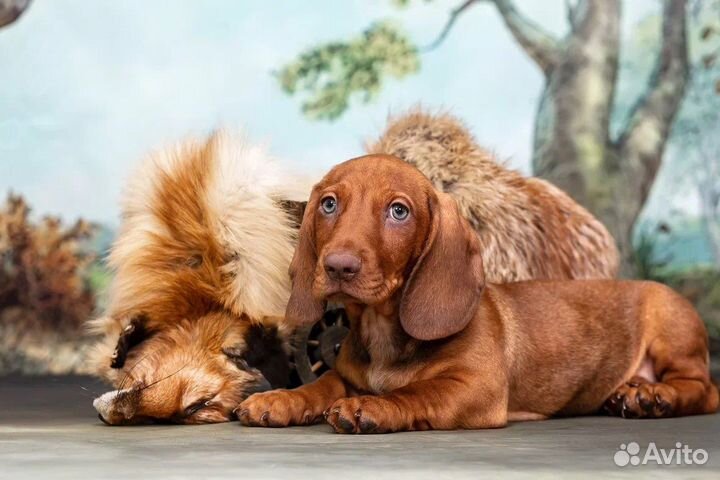 Такса стандартная рыжее солнышко