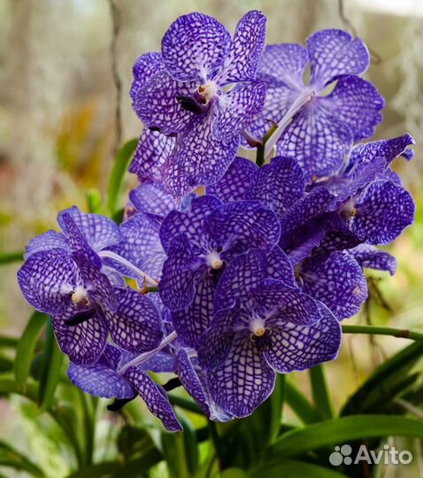 Орхидеи синие, красные, жёлтые, и др. 25 сортов