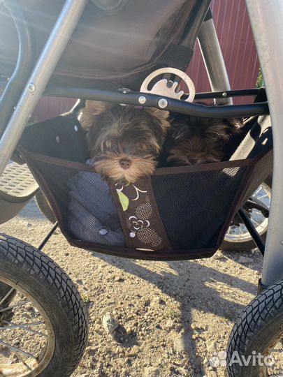 Йорки шоколадный окрас